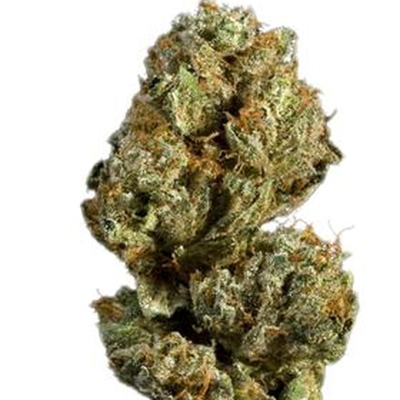 Blueberry Muffin